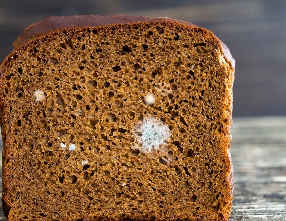 Плесневый хлеб можно спасти: эксперт сказала, как и при каких условиях