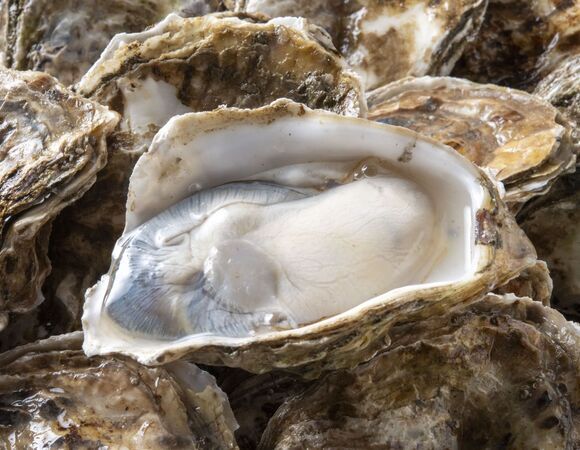 Любимая еда Марка Твена: ел эти морепродукты тоннами, а сегодня их почти не достать