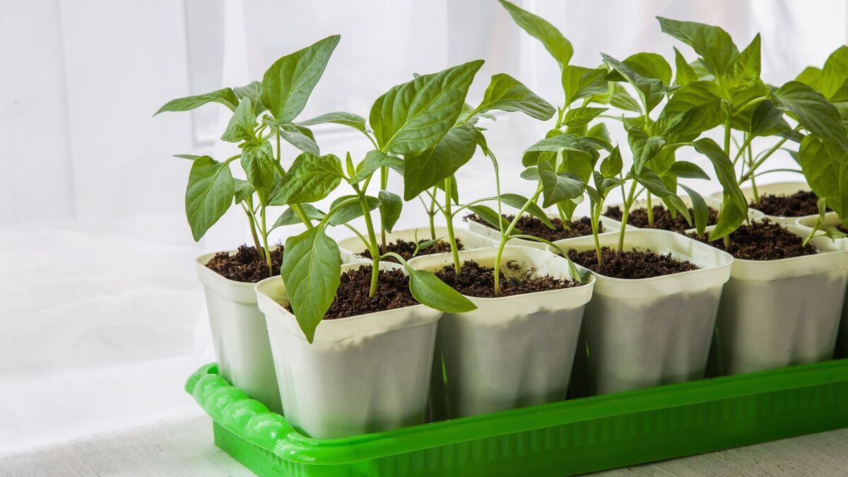 Хотела сделать себе "ферму на подоконнике", пока не узнала, что это жутко невыгодно: почему в квартире не получится вкусных огурцов и помидорок Хотела сделать себе "ферму на подоконнике", пока не узнала, что это жутко невыгодно: почему в квартире не получится вкусных огурцов и помидорок