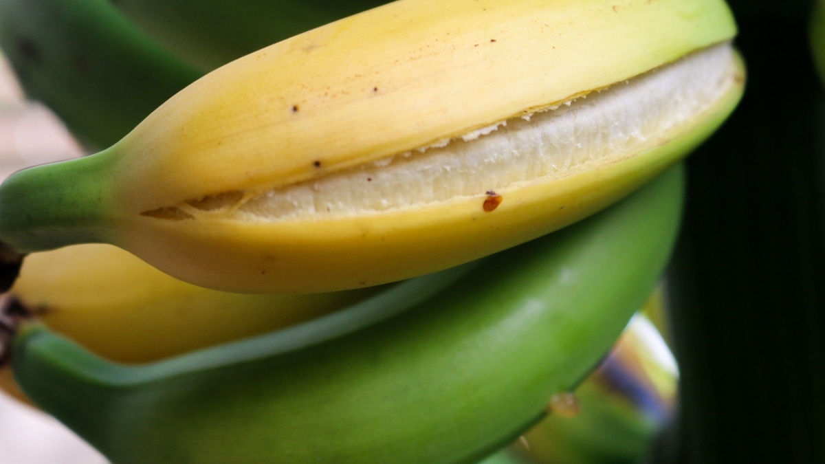 Можно ли есть банан, если кожура треснула?