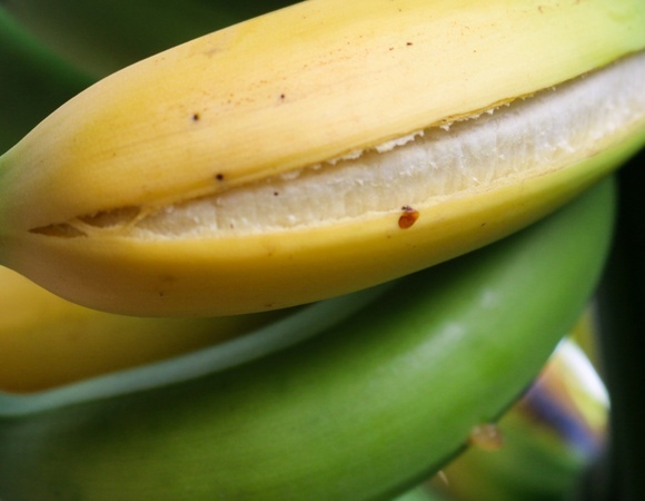 Можно ли есть банан, если кожура треснула?