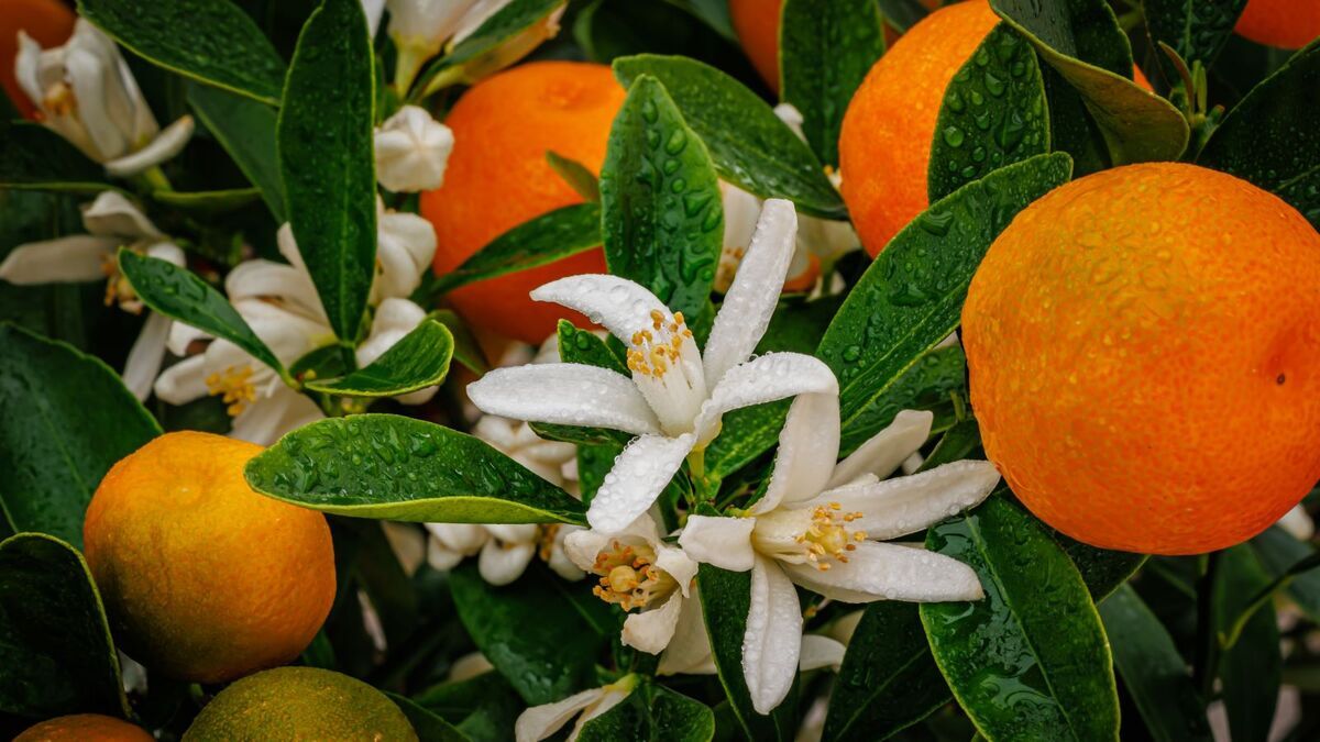 Сергей Жигунов похвастался урожаем мандаринов на своей даче: "Могу собирать!" Сергей Жигунов похвастался урожаем мандаринов на своей даче: "Могу собирать!"