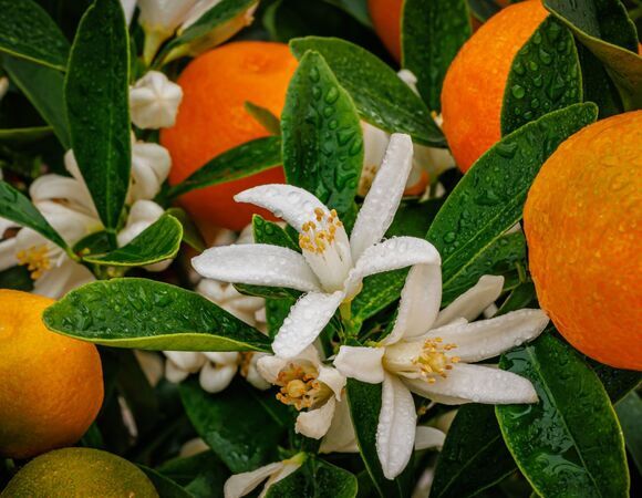 Сергей Жигунов похвастался урожаем мандаринов на своей даче: "Могу собирать!"