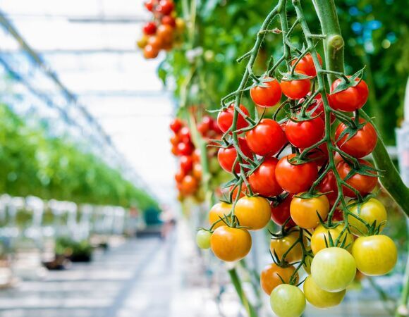 В Антарктиде научились выращивать даже арбузы: технологии развиваются, урожаи растут