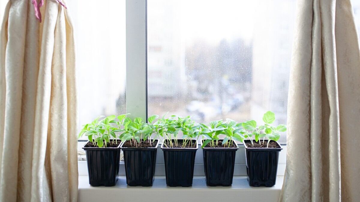 Можно ли держать рассаду у открытого окна? Агроном объяснила, каким растениям страшен сквозняк