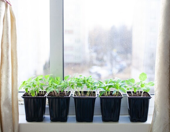 Можно ли держать рассаду у открытого окна? Агроном объяснила, каким растениям страшен сквозняк