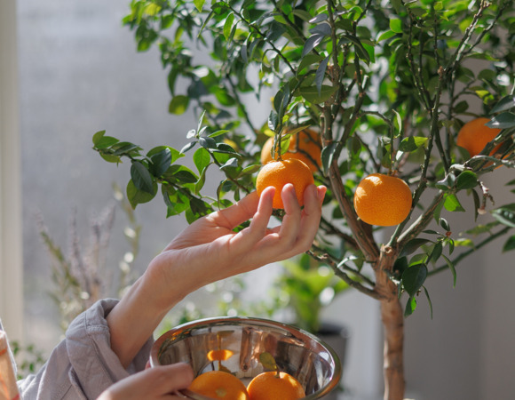 Мандарин на подоконнике: моя история выращивания цитруса из косточки