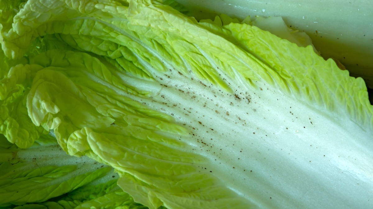 Черные точки на пекинской капусте — эксперты объяснили, откуда они 