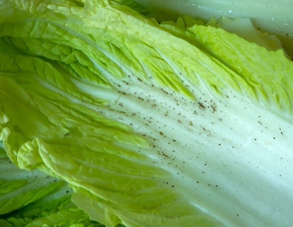 Черные точки на пекинской капусте — эксперты объяснили, откуда они 
