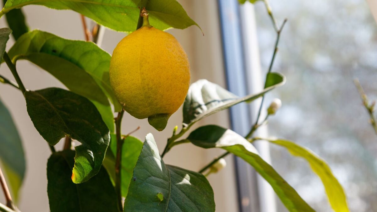 И даже будут плодоносить: агроном Тихонова раскрыла, как вырастить лимоны на подоконнике