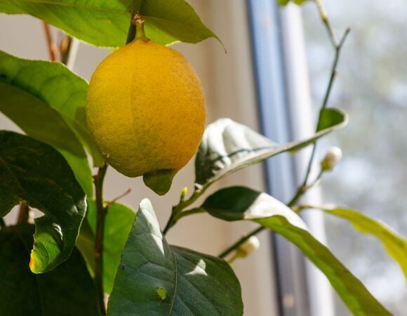 И даже будут плодоносить: агроном Тихонова раскрыла, как вырастить лимоны на подоконнике