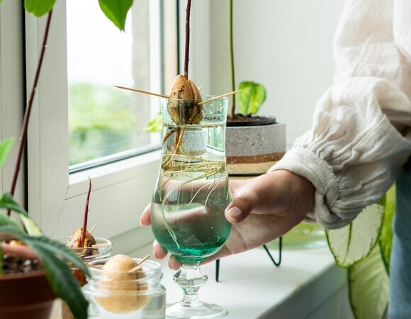 Агроном объяснила, как точно вырастить авокадо на подоконнике 