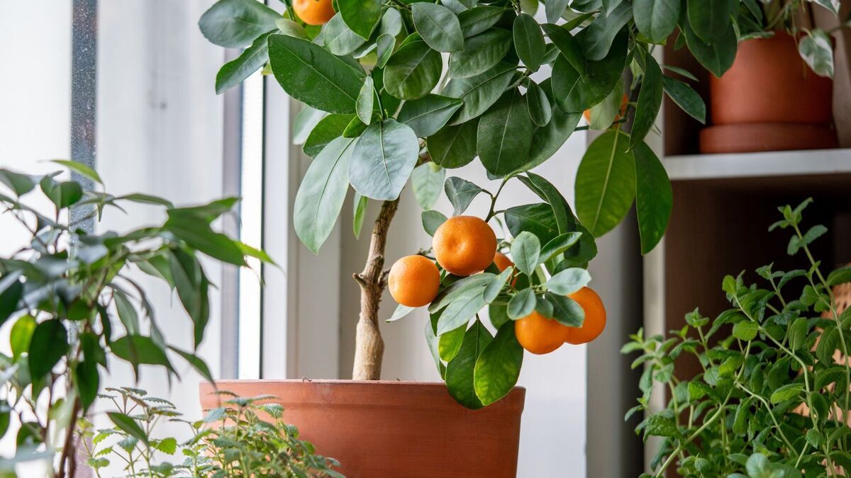 Вырастить можно, но на урожай не надеемся: агроном Тихонова объяснила, есть ли смысл сажать мандариновое дерево дома