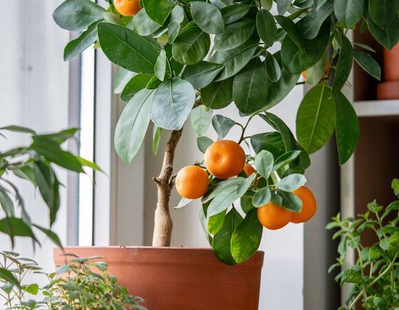 Вырастить можно, но на урожай не надеемся: агроном Тихонова объяснила, есть ли смысл сажать мандариновое дерево дома