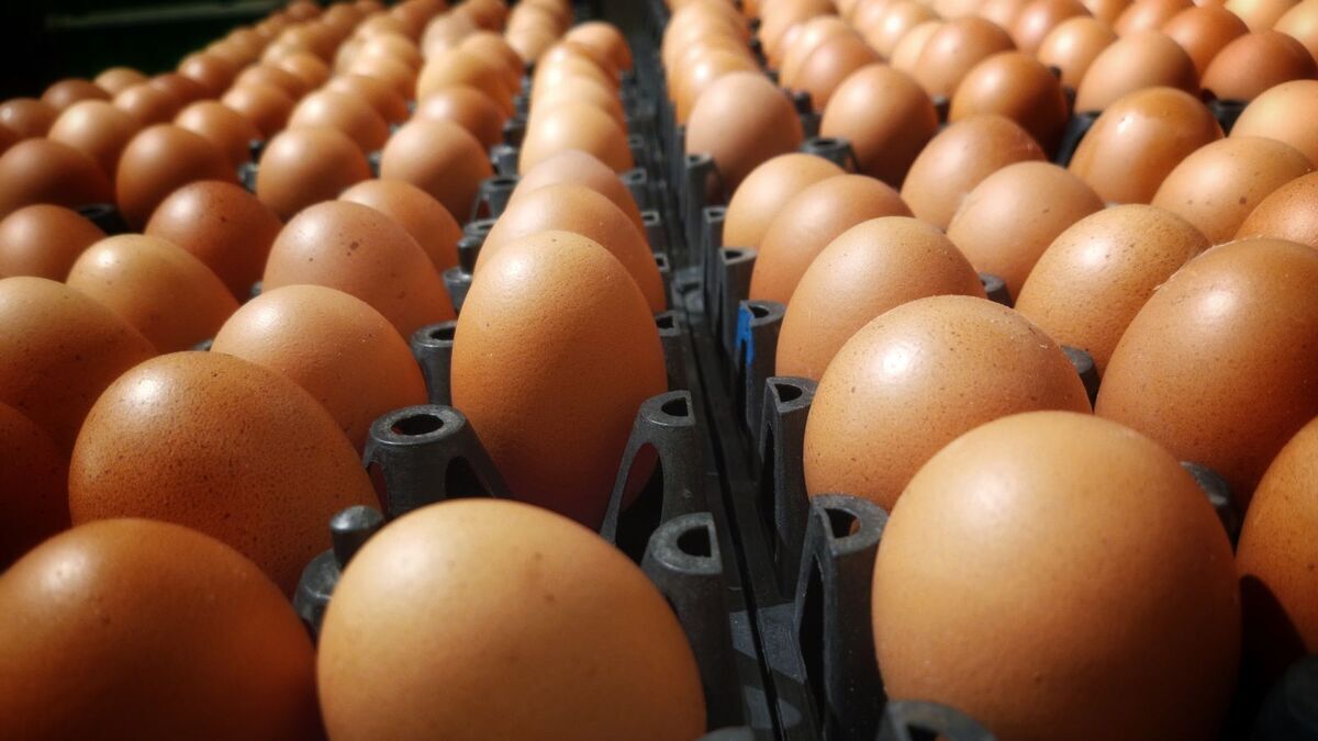 Диетолог Шестакова объяснила, что будет, если есть яйца сверх нормы регулярно