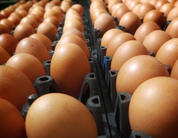 Диетолог Шестакова объяснила, что будет, если есть яйца сверх нормы регулярно