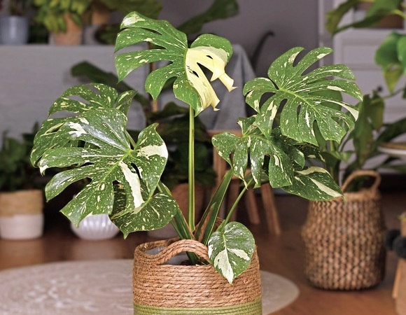 Вместо тюльпанов: новый тренд к 8 Марта из Вьетнама добрался до России