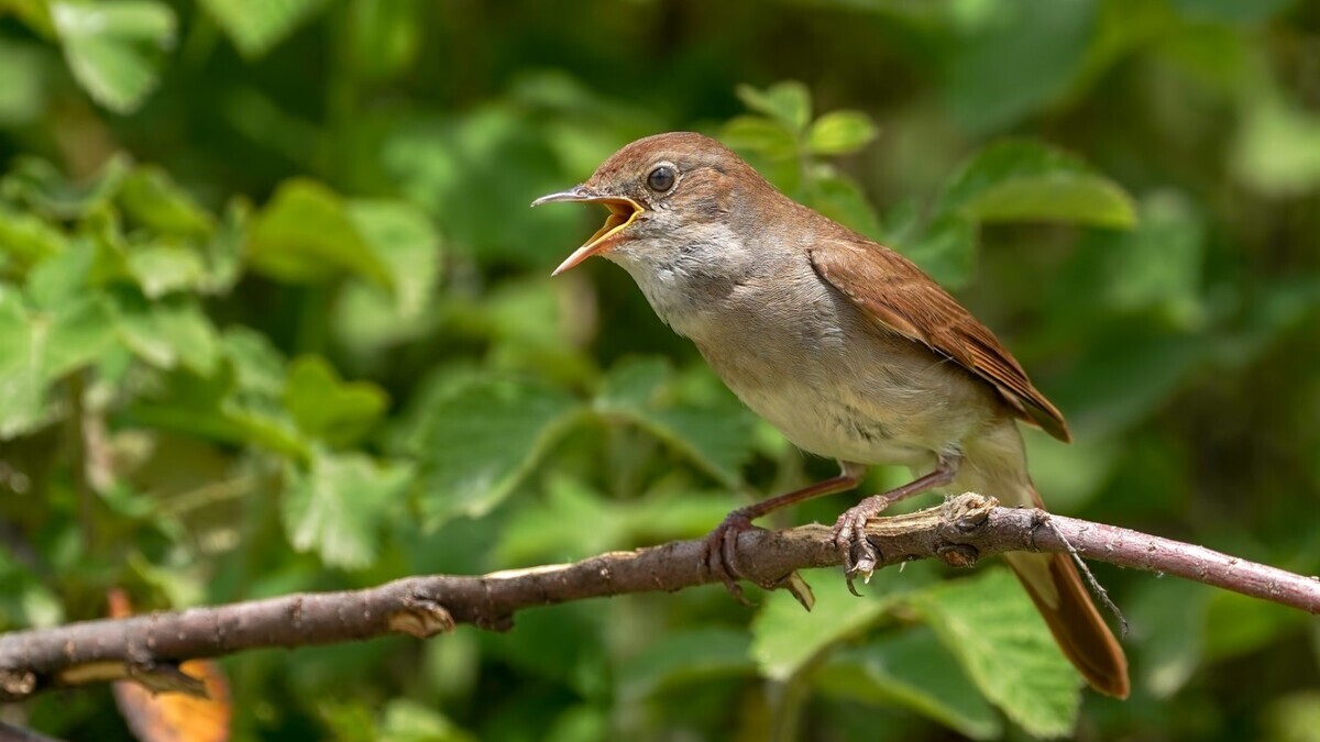 Птичья перекличка: как отличить соловья от воробья по утреннему "концерту"