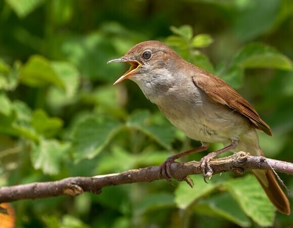 Птичья перекличка: как отличить соловья от воробья по утреннему "концерту"