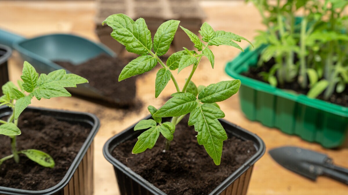 Что пора сеять в марте? Агроном Тихонова назвала первые культуры для рассады и огорода