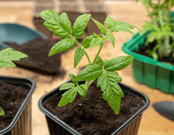 Что пора сеять в марте? Агроном Тихонова назвала первые культуры для рассады и огорода