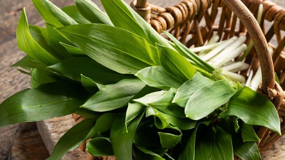 Биолог Хашиева рассказала о полезных свойствах черемши: "Многостороннее действие"