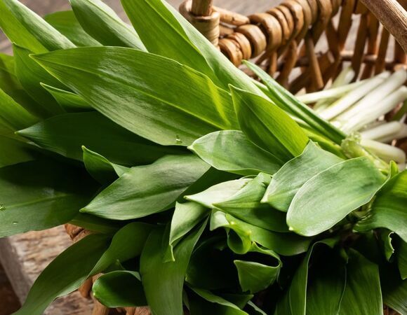 Биолог Хашиева рассказала о полезных свойствах черемши: "Многостороннее действие"