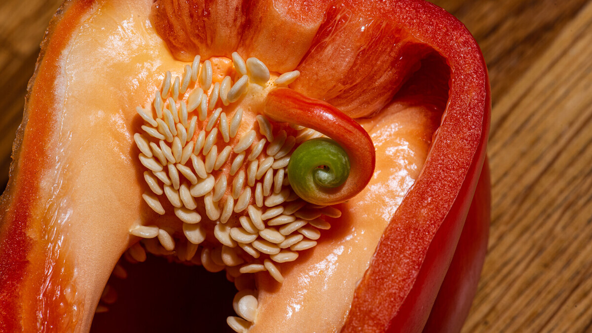 Перец с сюрпризом: что произойдет, если съесть овощ с проросшими семенами? Перец с сюрпризом: что произойдет, если съесть овощ с проросшими семенами?