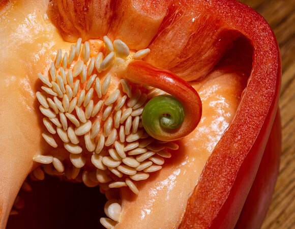 Перец с сюрпризом: что произойдет, если съесть овощ с проросшими семенами?