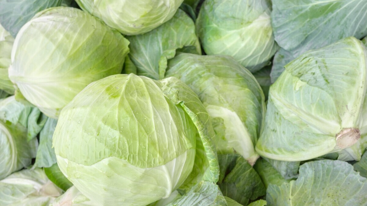 Капуста правит миром: что модно есть в 2026 году – все перевернулось