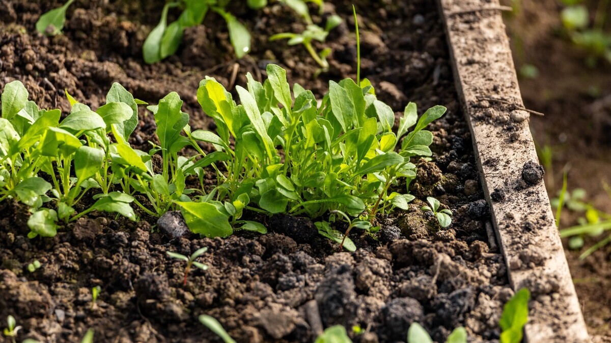 Первая зелень: что посадить уже сейчас, чтобы уже в апреле есть свежие витамины Первая зелень: что посадить уже сейчас, чтобы уже в апреле есть свежие витамины