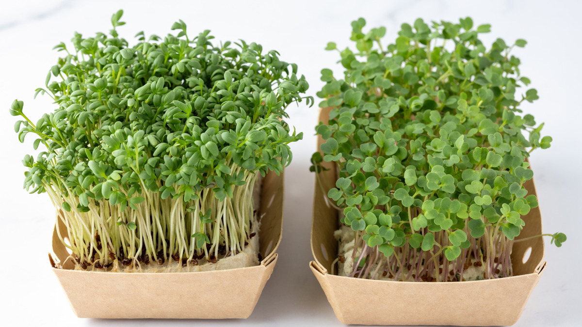 Почему я добавляю кресс-салат в каждый весенний салат — теперь не болею и не чихаю