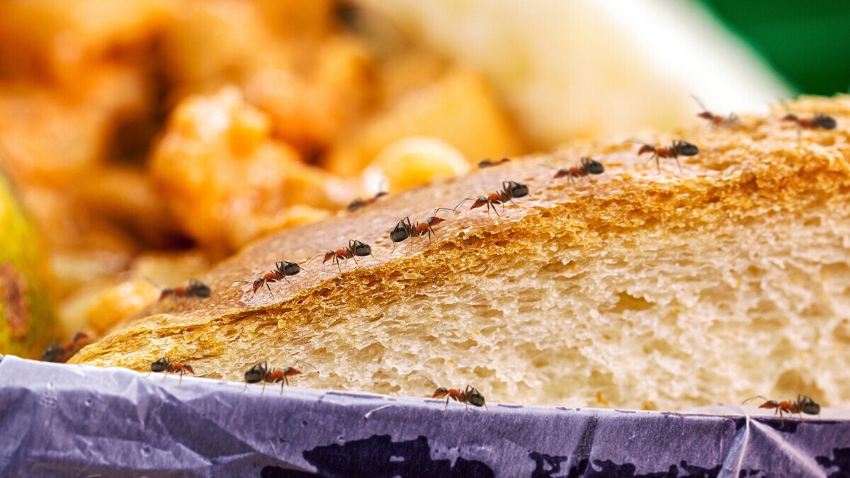 Уксус не поможет: эксперт Савчук объяснила, как навсегда избавиться от муравьев на кухне 