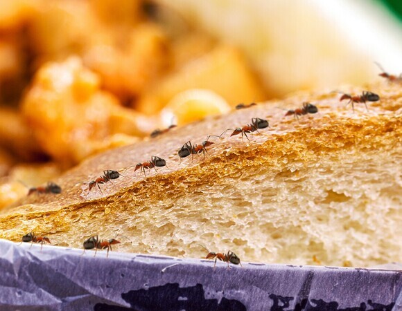 Уксус не поможет: эксперт Савчук объяснила, как навсегда избавиться от муравьев на кухне