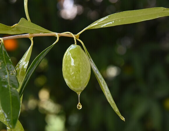 Ученые нашли в листьях оливы вещества против "плохого" холестерина: можно ли их есть?