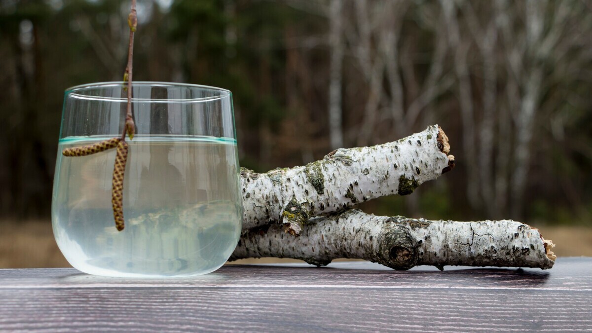 Биолог объяснил, чем полезен березовый сок: как собирать его самостоятельно?
