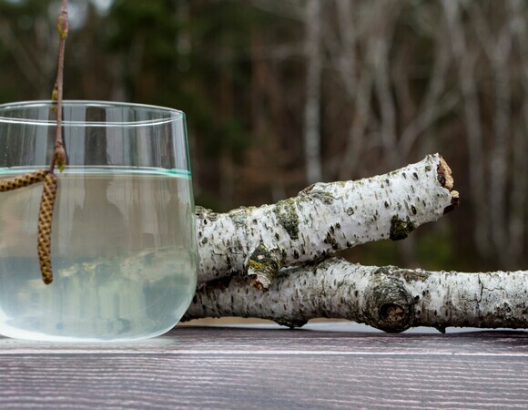 Биолог объяснил, чем полезен березовый сок: как собирать его самостоятельно?