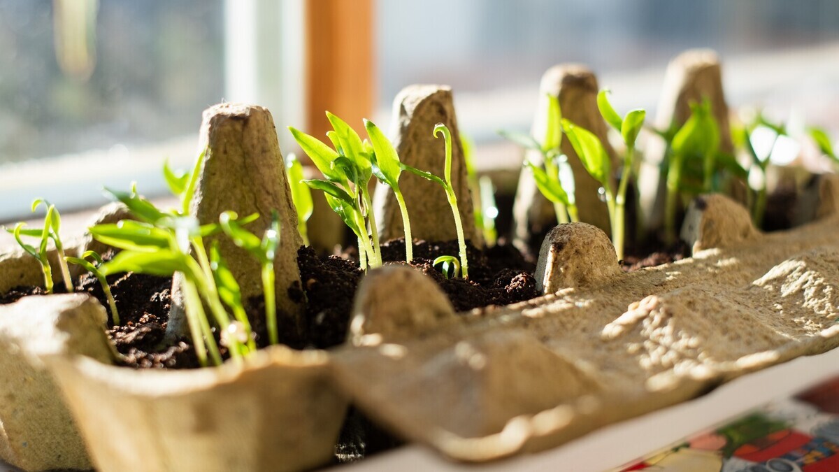 Не все яичные лотки подходят для рассады: какая ошибка может испортить урожай?