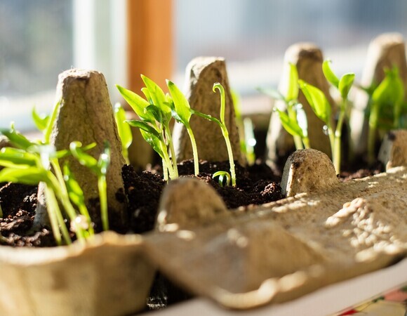 Не все яичные лотки подходят для рассады: какая ошибка может испортить урожай?