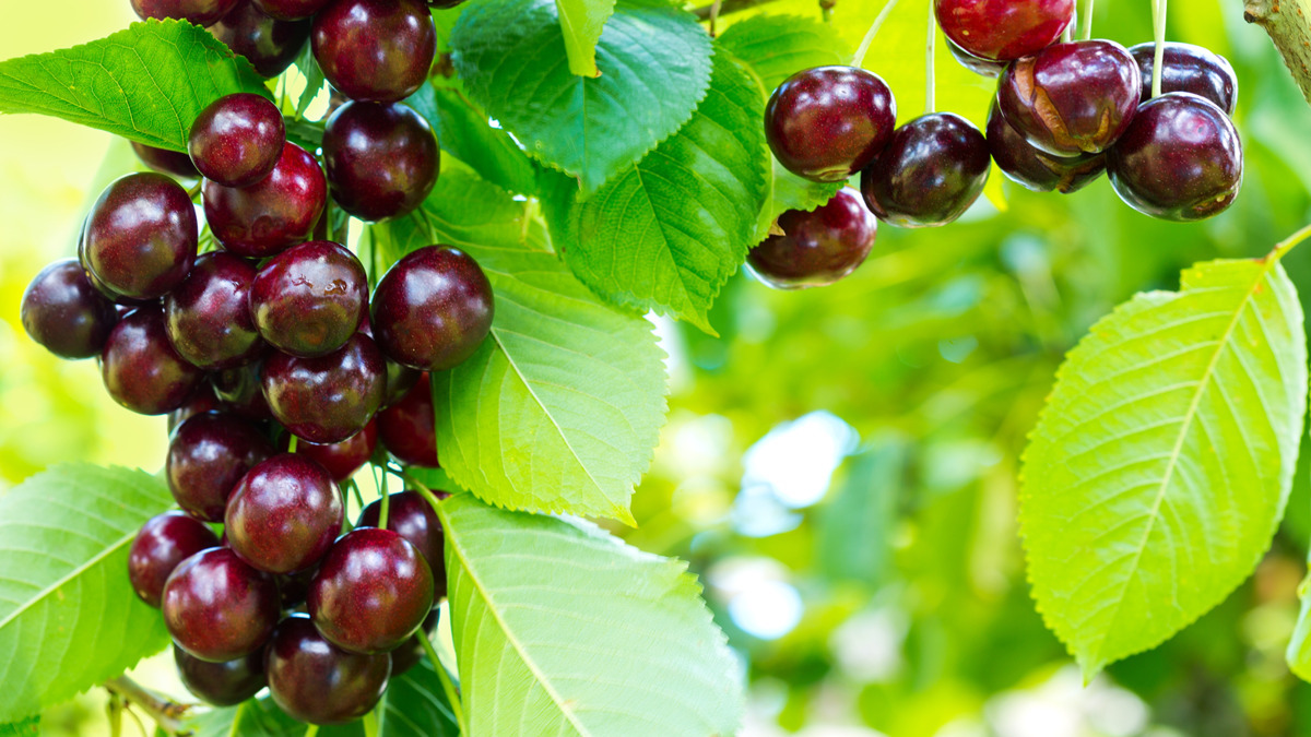 Как я превращаю обычную вишню в урожайную красавицу каждую весну: секреты опытной дачницы