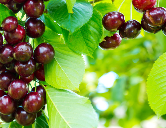 Как я превращаю обычную вишню в урожайную красавицу каждую весну: секреты опытной дачницы