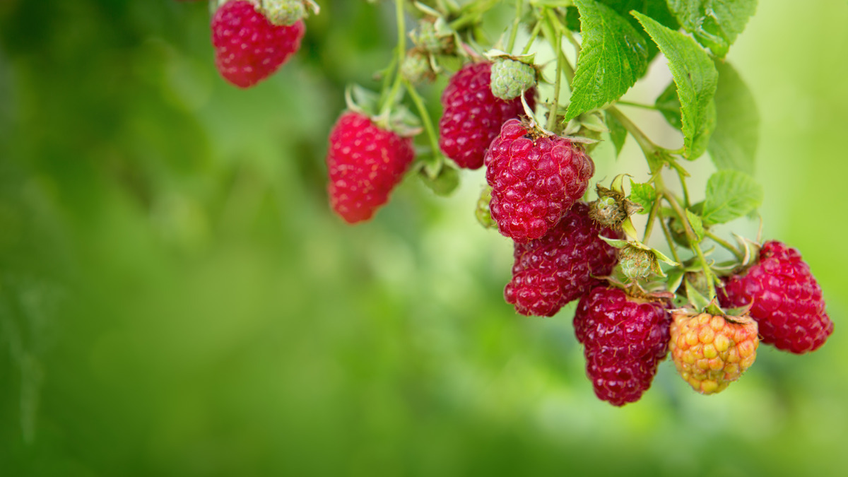 Эта апрельская подкормка помогла мне собрать ведро крупной малины уже в июне: делюсь рецептом