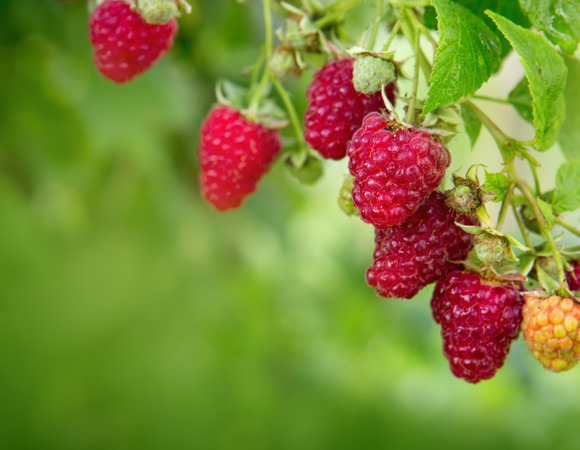 Эта апрельская подкормка помогла мне собрать ведро крупной малины уже в июне: делюсь рецептом
