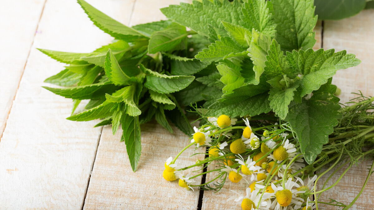 Какие травы помогают против стресса и не вызывают сонливости: выбор кардиолога Юлии Маршинцевой Какие травы помогают против стресса и не вызывают сонливости: выбор кардиолога Юлии Маршинцевой