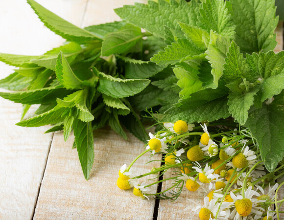 Какие травы помогают против стресса и не вызывают сонливости: выбор кардиолога Юлии Маршинцевой