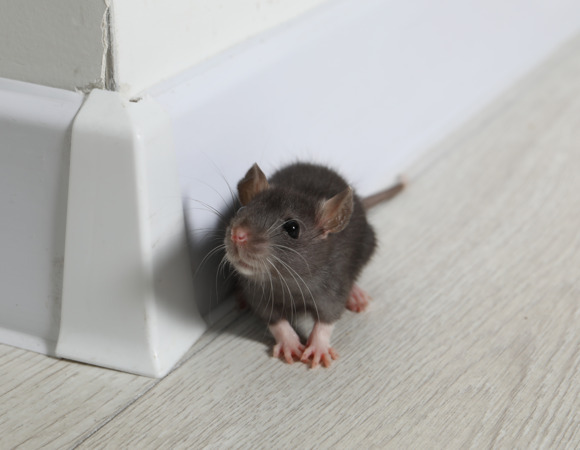 Устала бороться с мышами на даче: проверила народный метод борьбы с грызунами