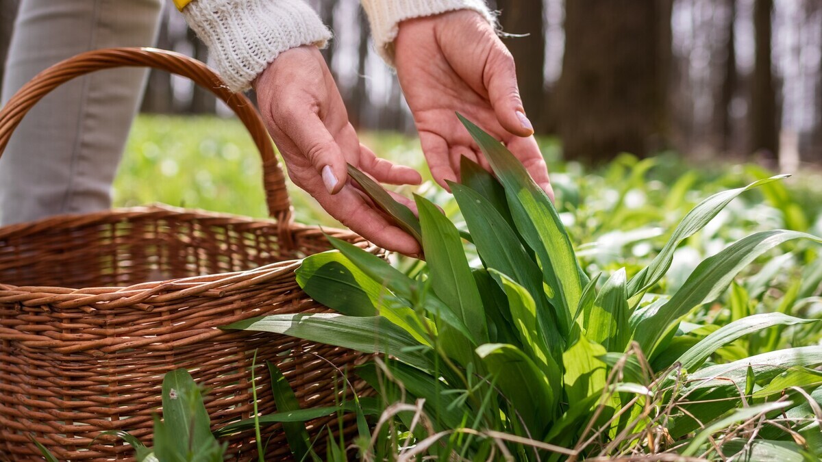 На что по вкусу похожа черемша? Диетолог Мухина подсказала, чем ее заменить