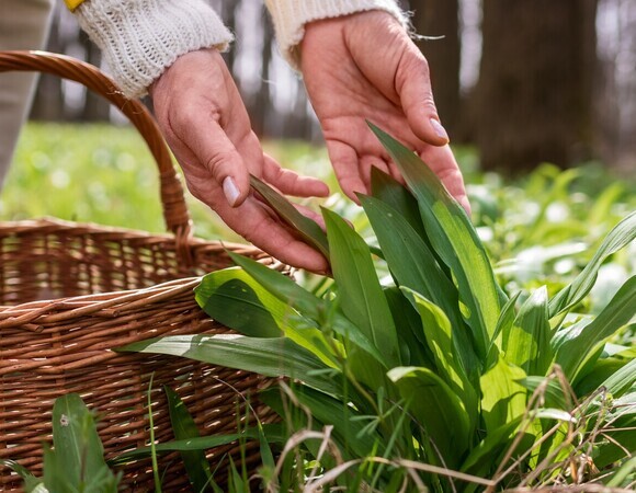 На что по вкусу похожа черемша? Диетолог Мухина подсказала, чем ее заменить