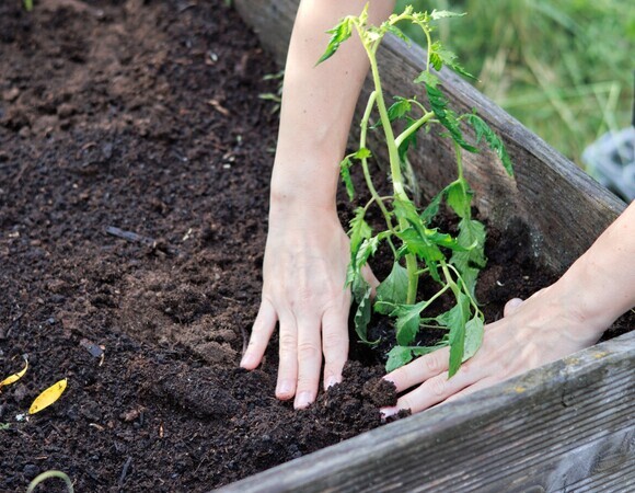 В Интернете посоветовали положить мыло рядом с саженцами томатов: в чем смысл лайфхака? 