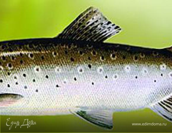 2. Запекаем  форель.

Большой противень застелить фольгой и смазать оливковым маслом для жарки. Выложить на него подготовленную тушку форели и поставить в разогретую до 250 градусов духовку. Запекать на 180 градусах 20 минут, периодически поливая тушку маслом со дна противня. Готовую форель выложить на овальное блюдо, поверх разложенных на нем салатных листьев.
